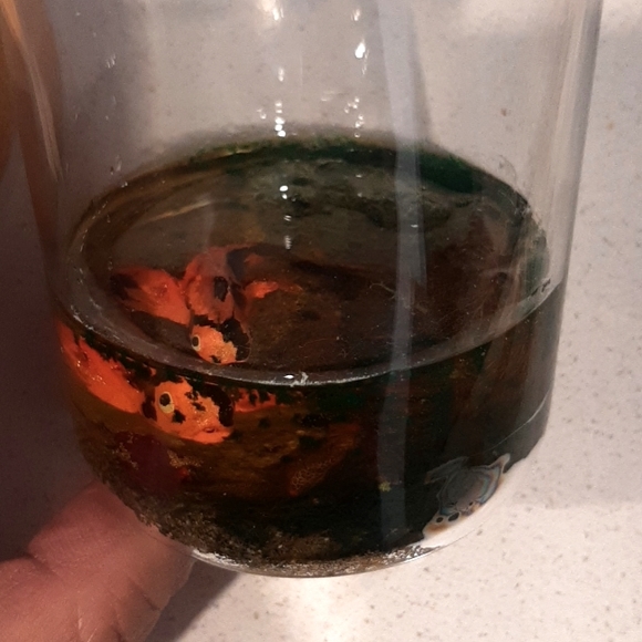 Handmade #3D #fish - Picture 7 of 7